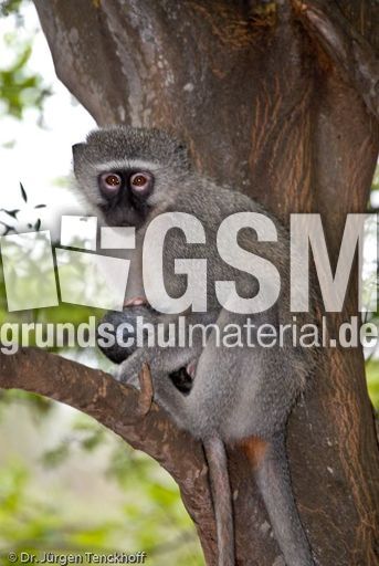 Grüne Meerkatzen (10 von 67).jpg